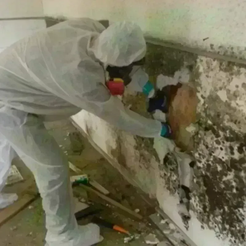 Mold Remediation and Removal in King City, MO